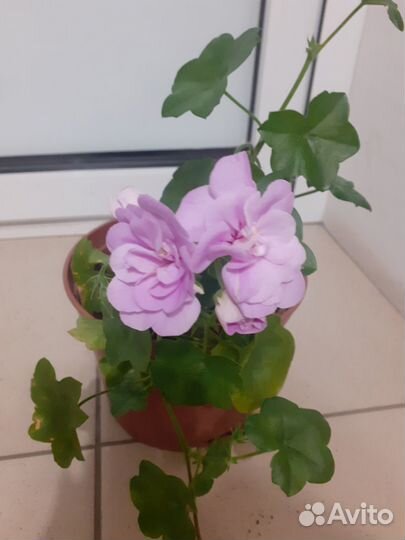 Комнатные цветы