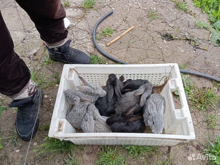 Кролики мясных пород