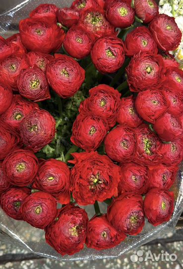 Ранункулюсы букет москва