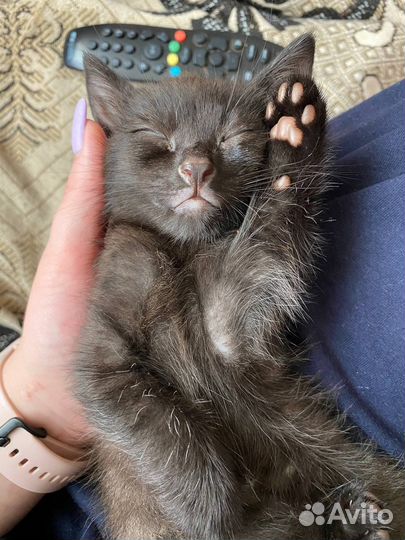 Кошка котенок черная