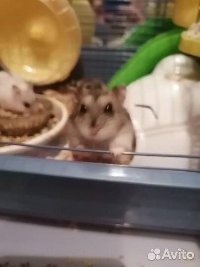 Джунгарский хомяк