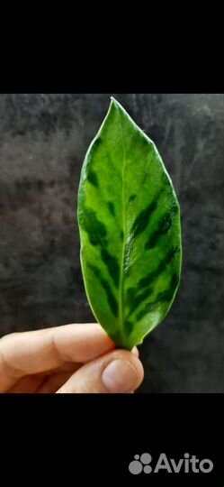 Замиокулькас вариегатный green on green