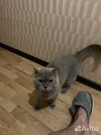 Отдам кота в добрые руки