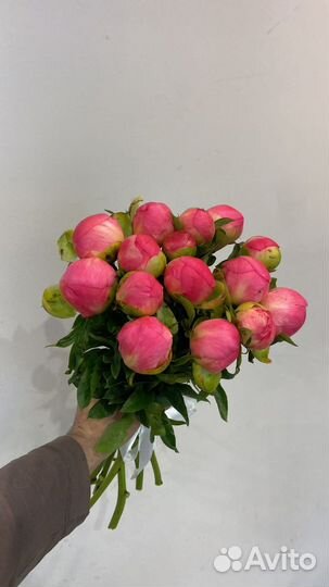 Пионы с круглосуточной доставкой