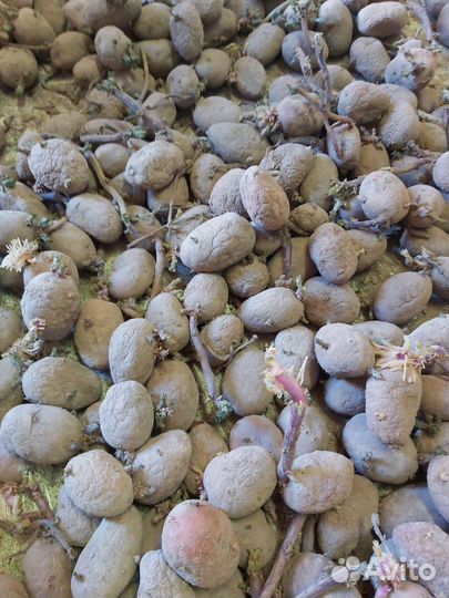 Семенной картофель