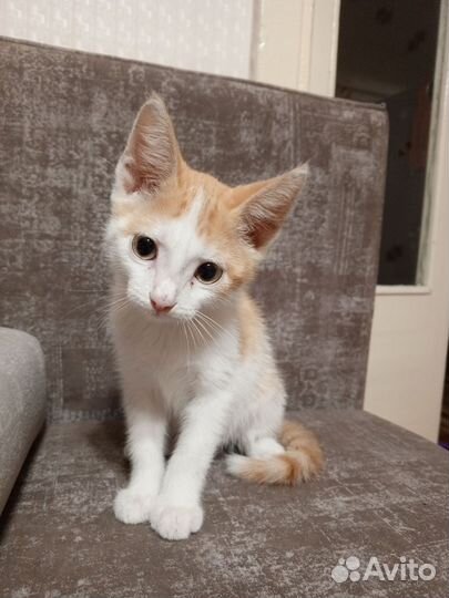 Срочн0 пристраивается котёнок