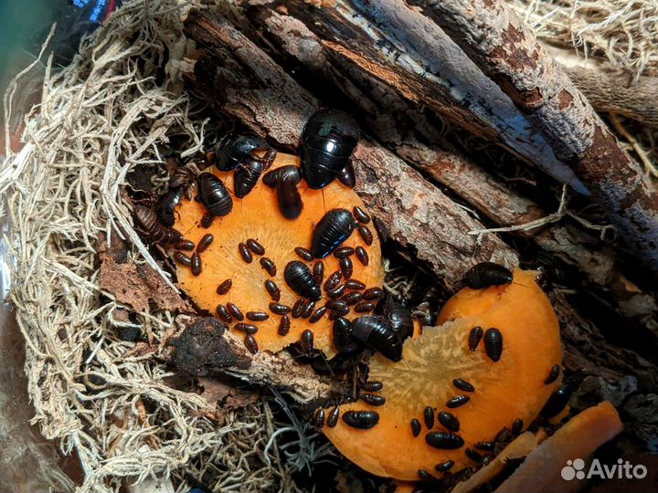 Тараканы, мокрицы, улитки