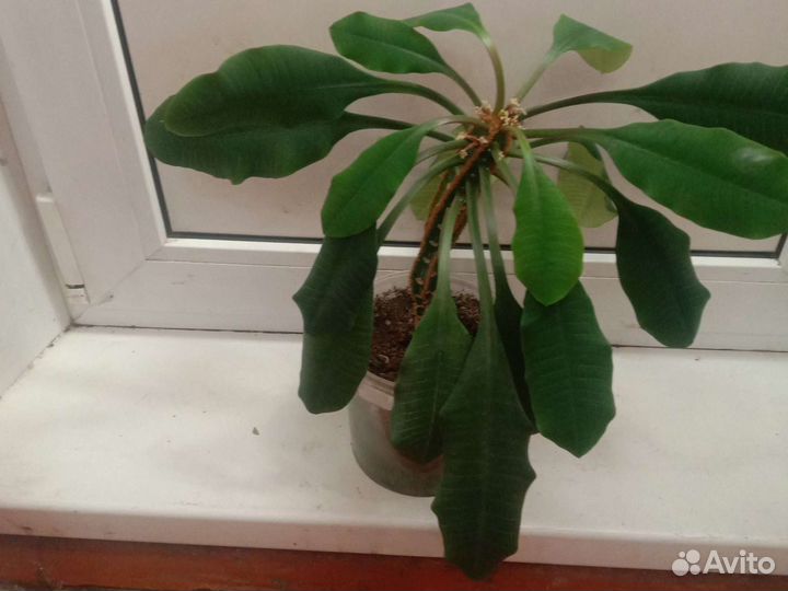 Молочай беложилистый