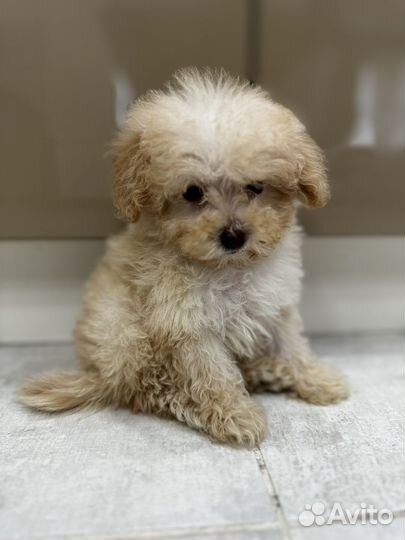 Мальтипу микро