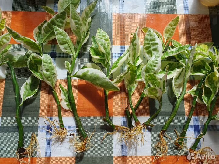 Педилантус