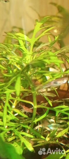 Продам аквариум и можно без жителей