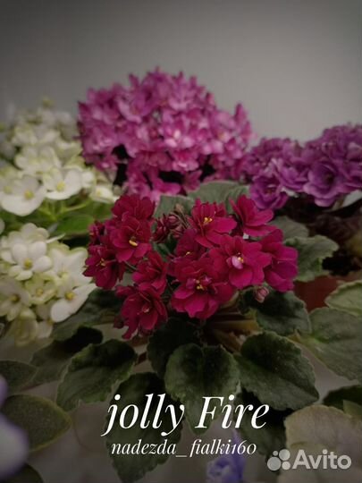 Фиалки сортовые мини/полумини