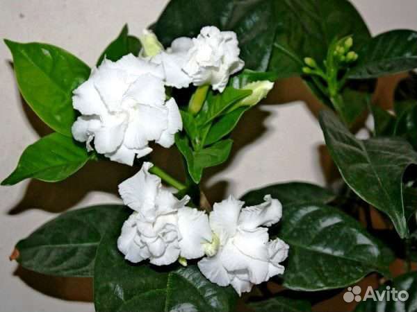 Табернемонтана