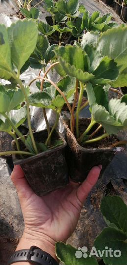 Рассада Клубники ремонтантная многоразовая