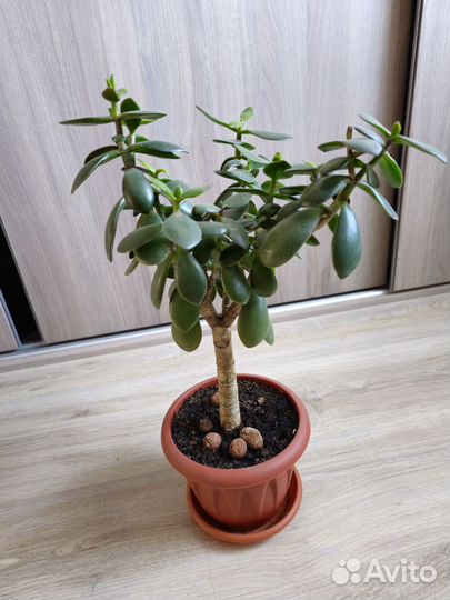 Толстянка Денежное дерево