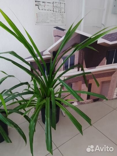 Панданус. Винтовая пальма