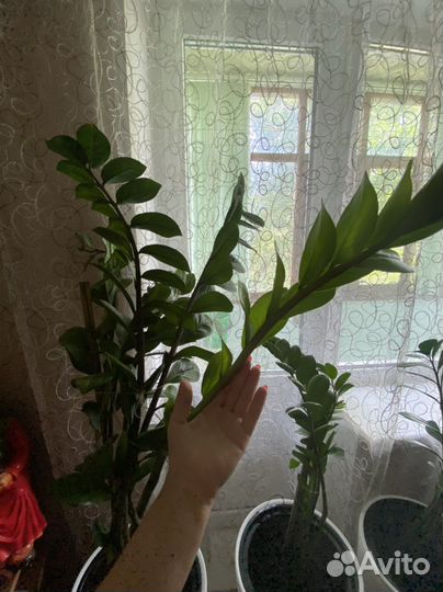 Замиокулькас