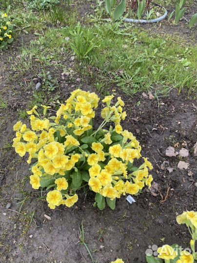 Примула, Хоста