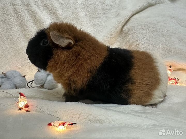 Американский тедди девочка морская свинка