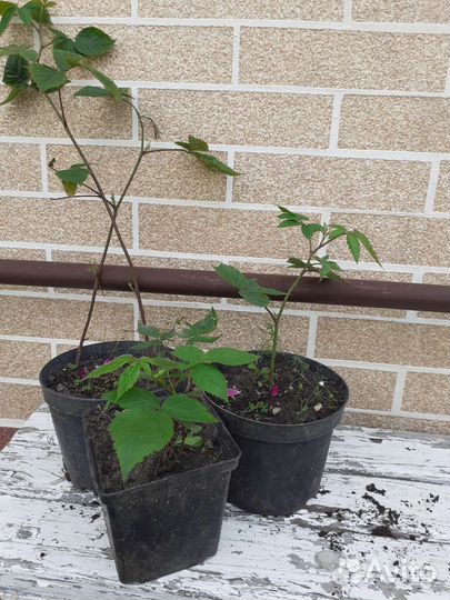 Саженцы ежевики