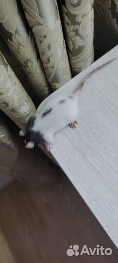 Продаю крысят