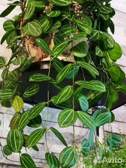 Дисхидия овата