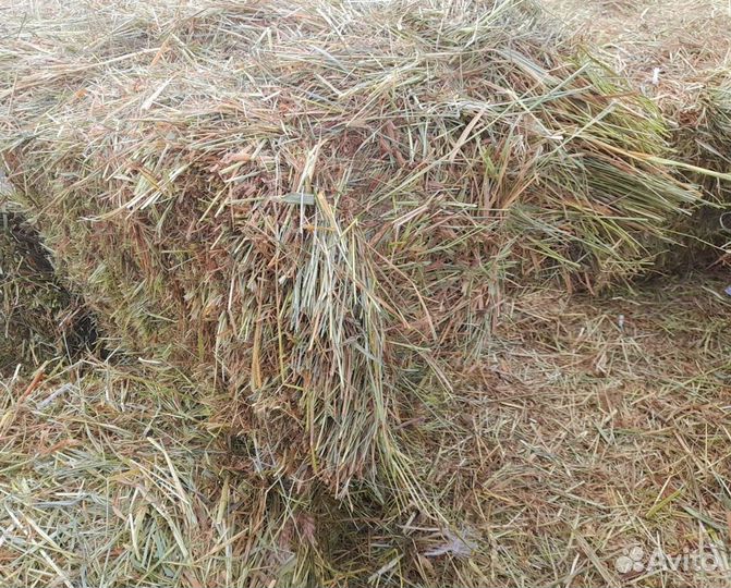 Сено арт. брн0001