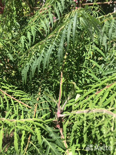 Сумах тигровый