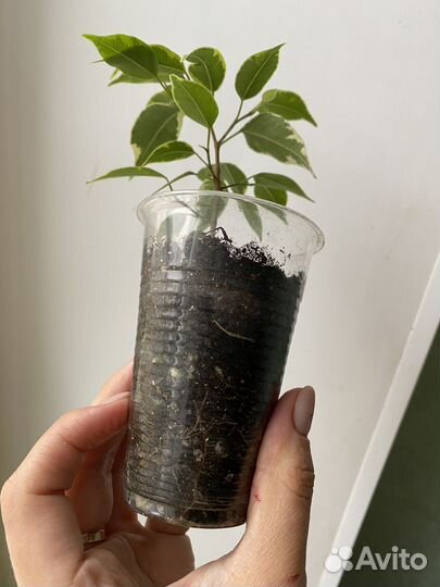 Фикус кинки