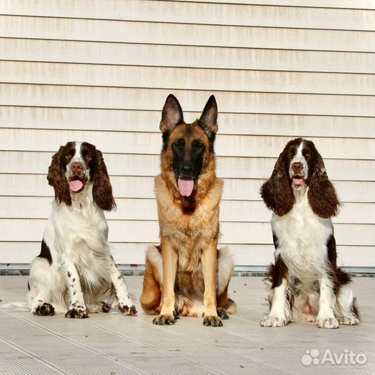 Дрессировка собак. Хендлинг
