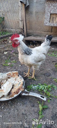 Куры петухи