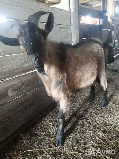 Козы, козлята