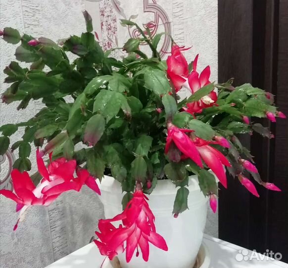 Декабристы черенки укореннёные