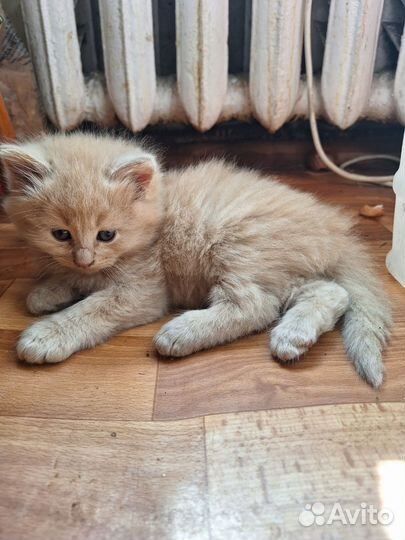 Кошка в дар бесплатно