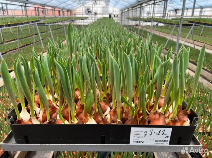 Тюльпаны оптом на 8 марта