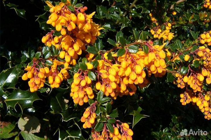 Барбарис Дарвина Компакта