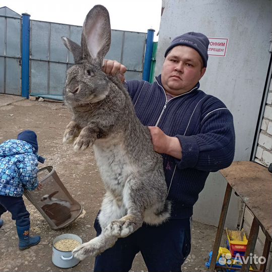 Кролики мясных пород