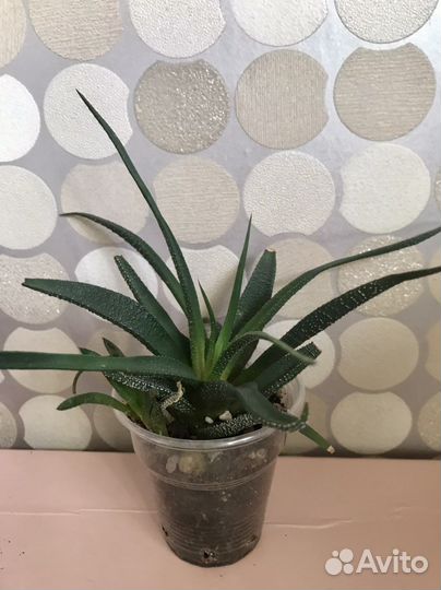 Детки хавортии, суккуленты