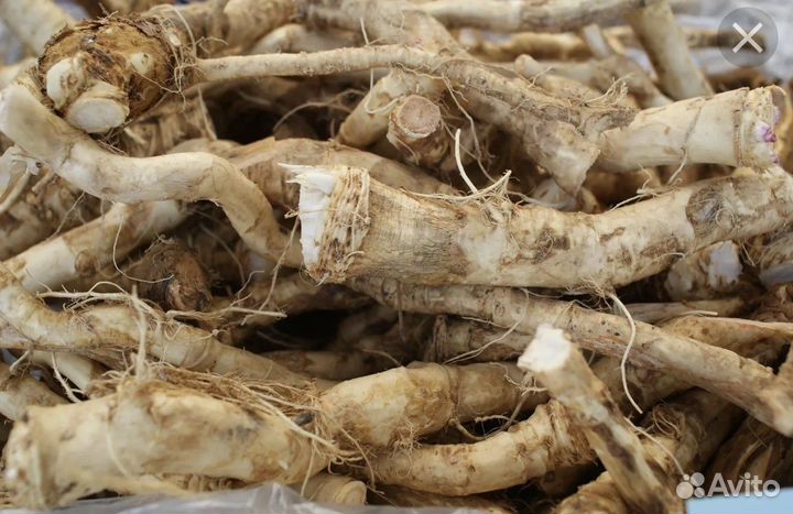 Корень хрена