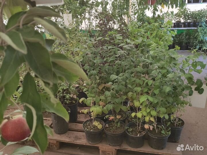 Саженцы районированные