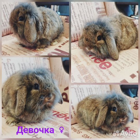 Вислоухие кролики