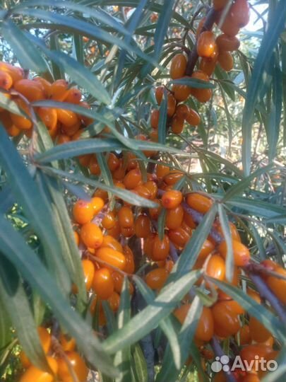 Облепиха ягоды