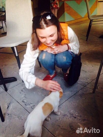 Передержка кошек на время отпуска