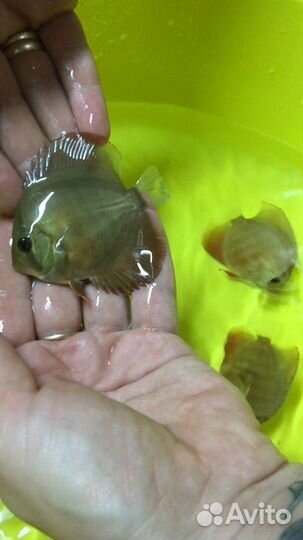 Дискусы Ред Ковер