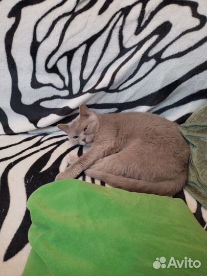 Британская кошечка бесплатно