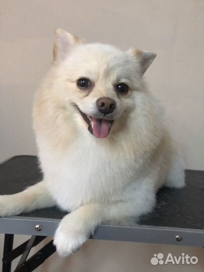 Предлагаю услуги по стрижке собак