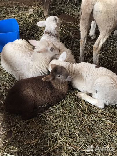 Катумские овцы,ярки, овцематки