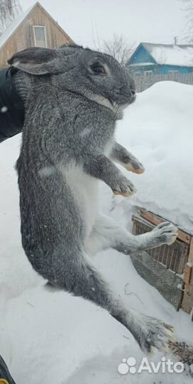 Кролики мясных пород