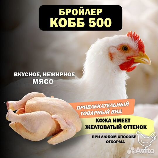 Инкубационное яйцо бройлера кобб 500