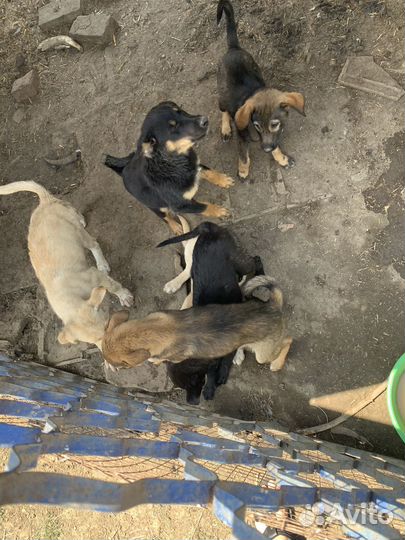 Щенки лабрадора бесплатно в добрые руки